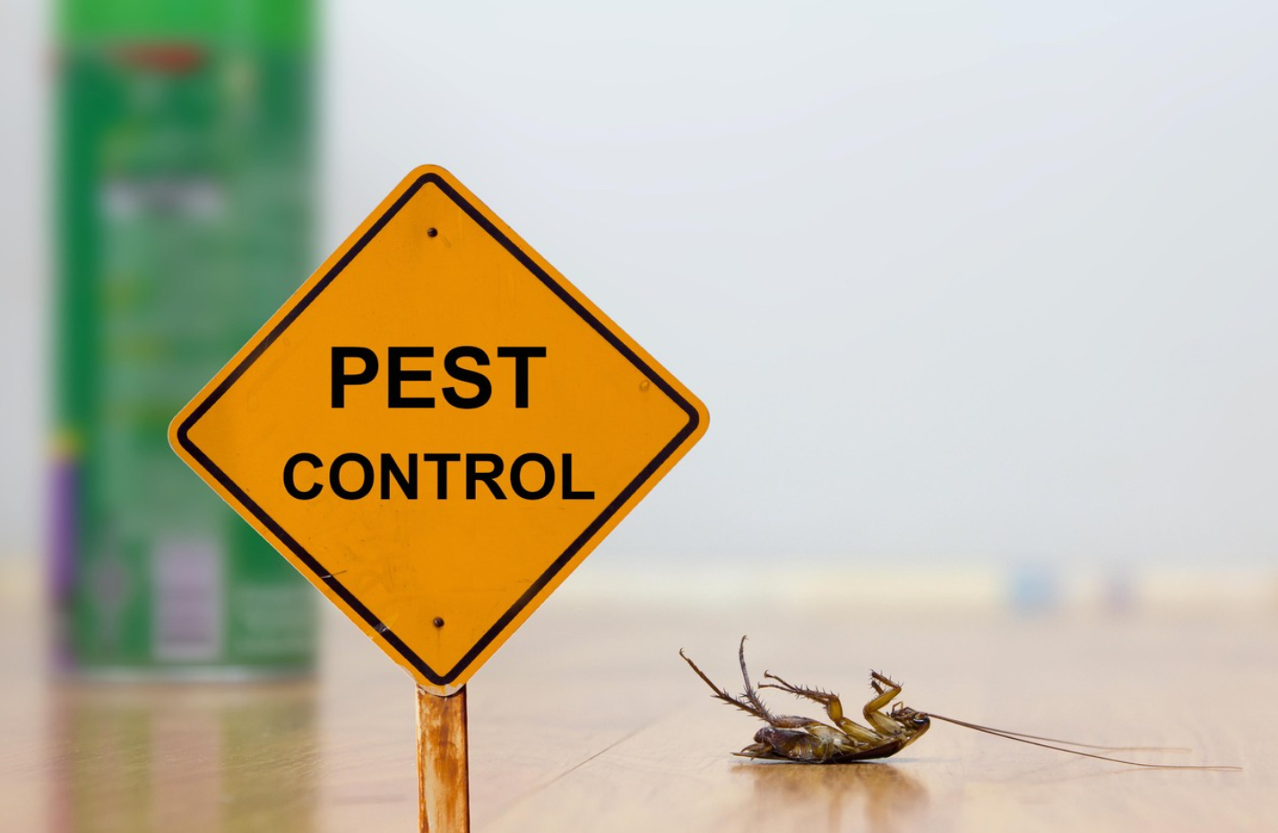 Pest Control in Delhi