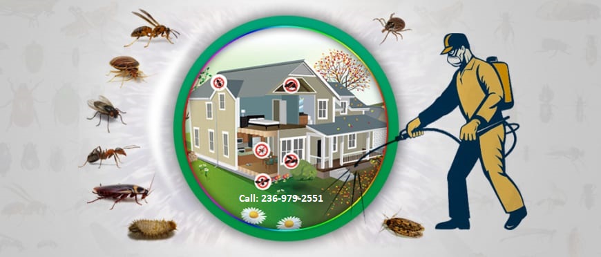 Apna Pest Control Richmond: Guaranteed Results